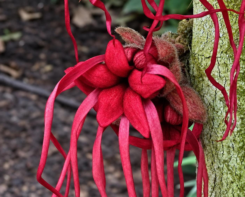 Herrania purpurea has deep red fleshy flowers with long dangling ribbon-like appendages clustered against a tree trunk