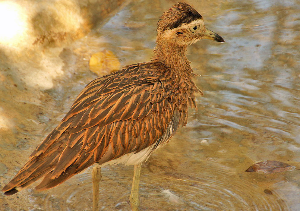 A wet and brown Hesperoburhinus bistriatus standing in brown water