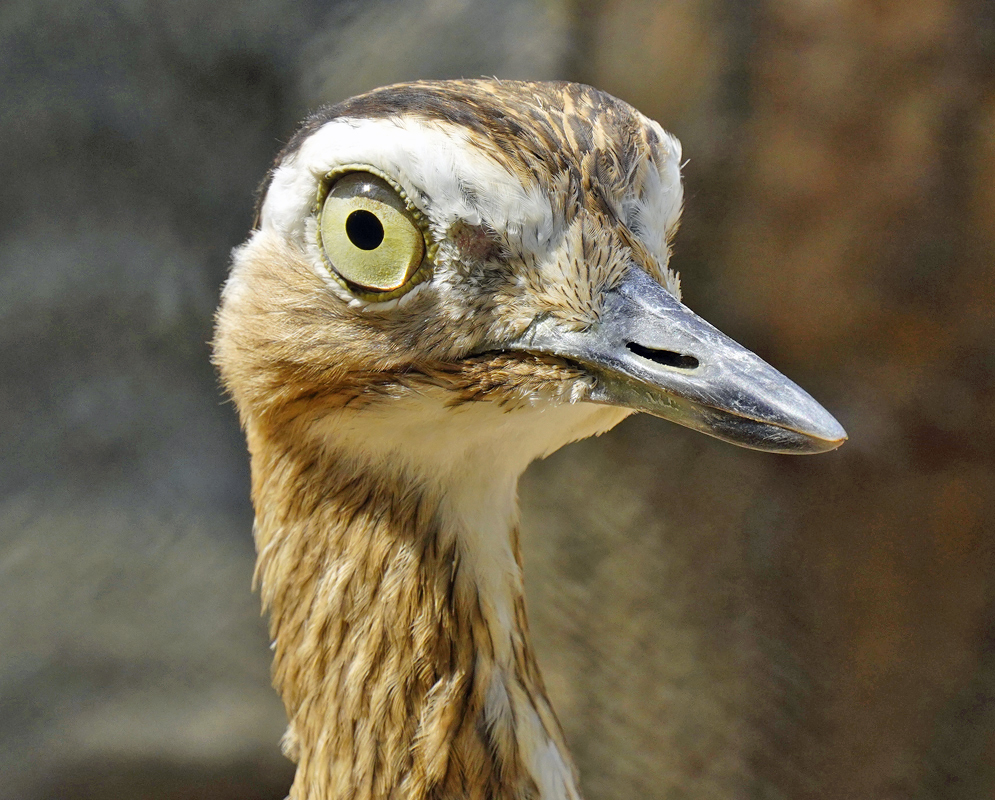  Hesperoburhinus bistriatus head and yellow eye