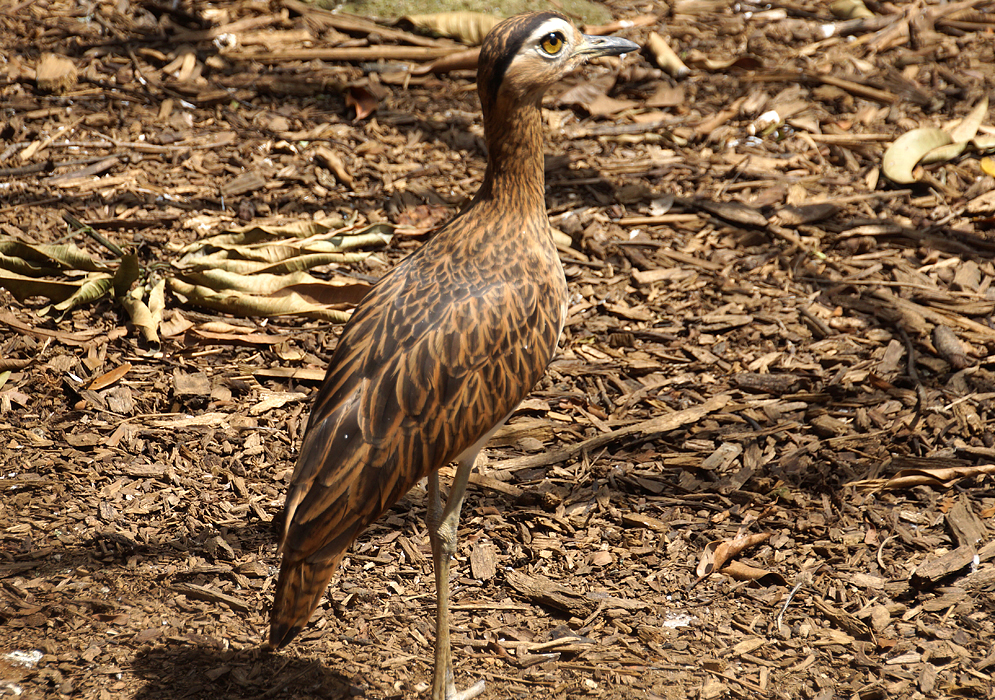 A Hesperoburhinus bistriatus standing in the dirt