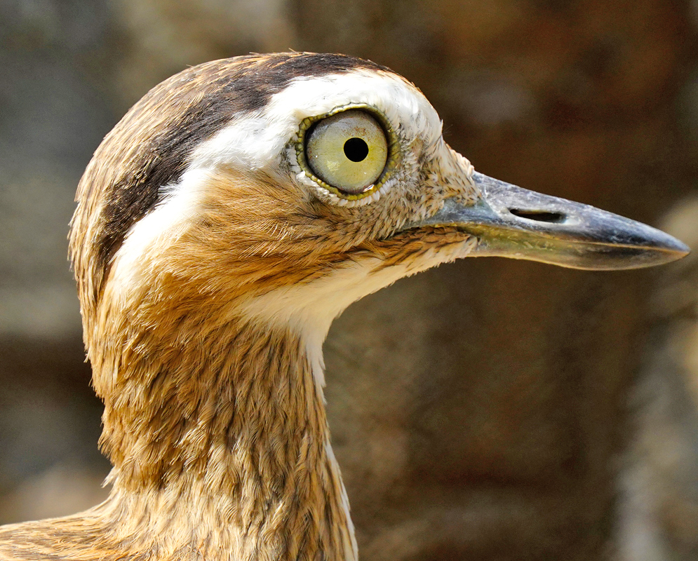  Hesperoburhinus bistriatus head and yellow eye