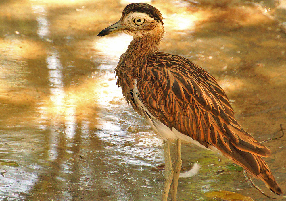 A wet Hesperoburhinus bistriatus standing in brown water