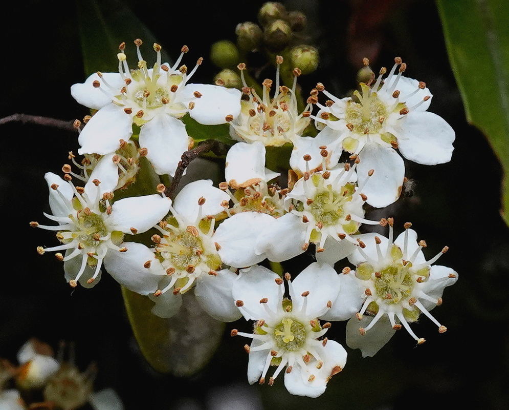 Hesperomeles obtusifolia has clusters of white five-petaled flowers with numerous pale stamens and rounded green buds