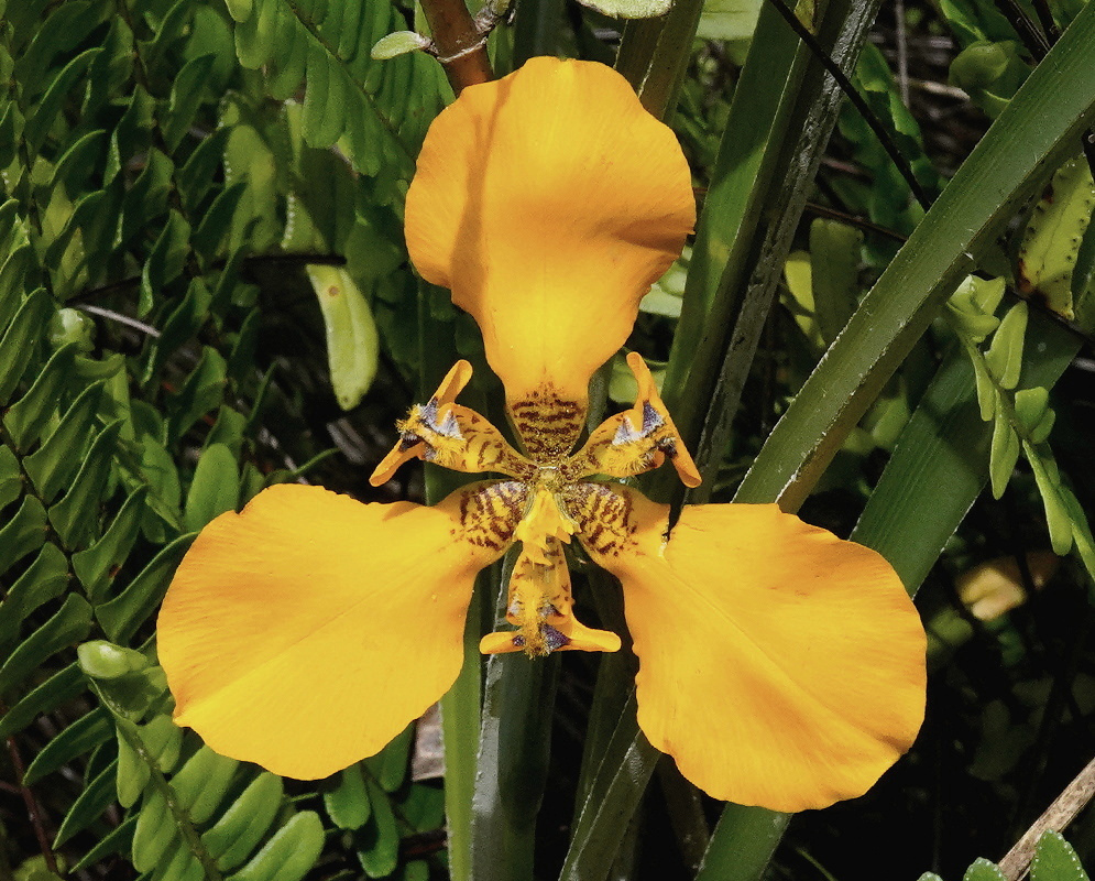 Hesperoxiphion peruvianum has three broad golden-yellow outer flower segments surrounding an intricately spotted folded center