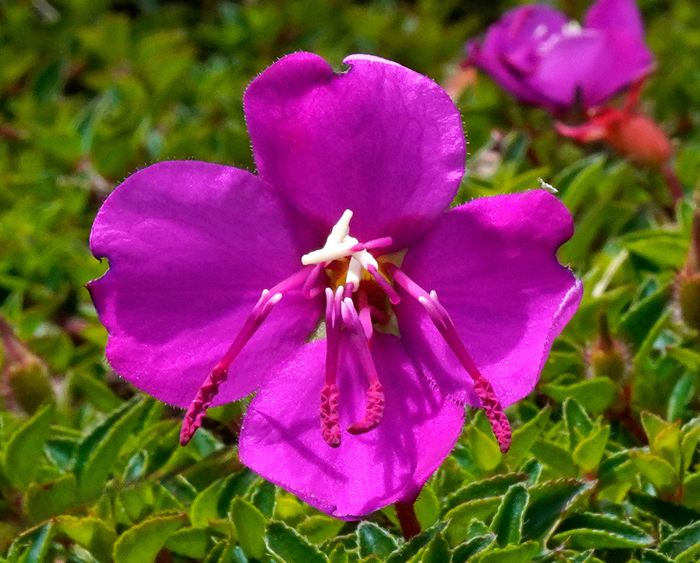 A bright magenta Heterocentron elegans blossom displaying four wide petals and curved pinkish stamens with white filaments, set against dense green foliage