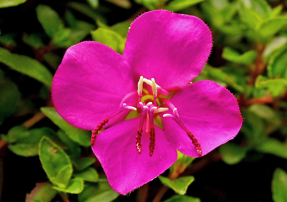 Magenta Heterocentron elegans flower with red anthers and white stigmas