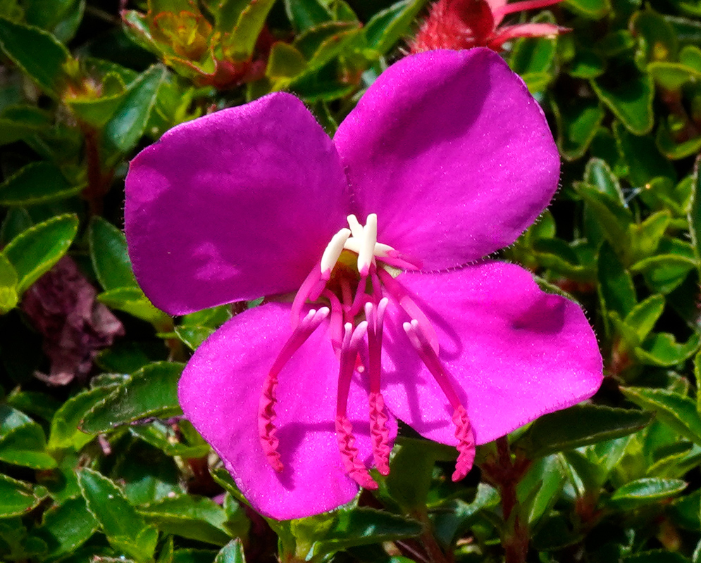 Close-up of a vibrant magenta Heterocentron elegans flower with four velvety petals, protruding pink stamens, and a background of glossy green leaves