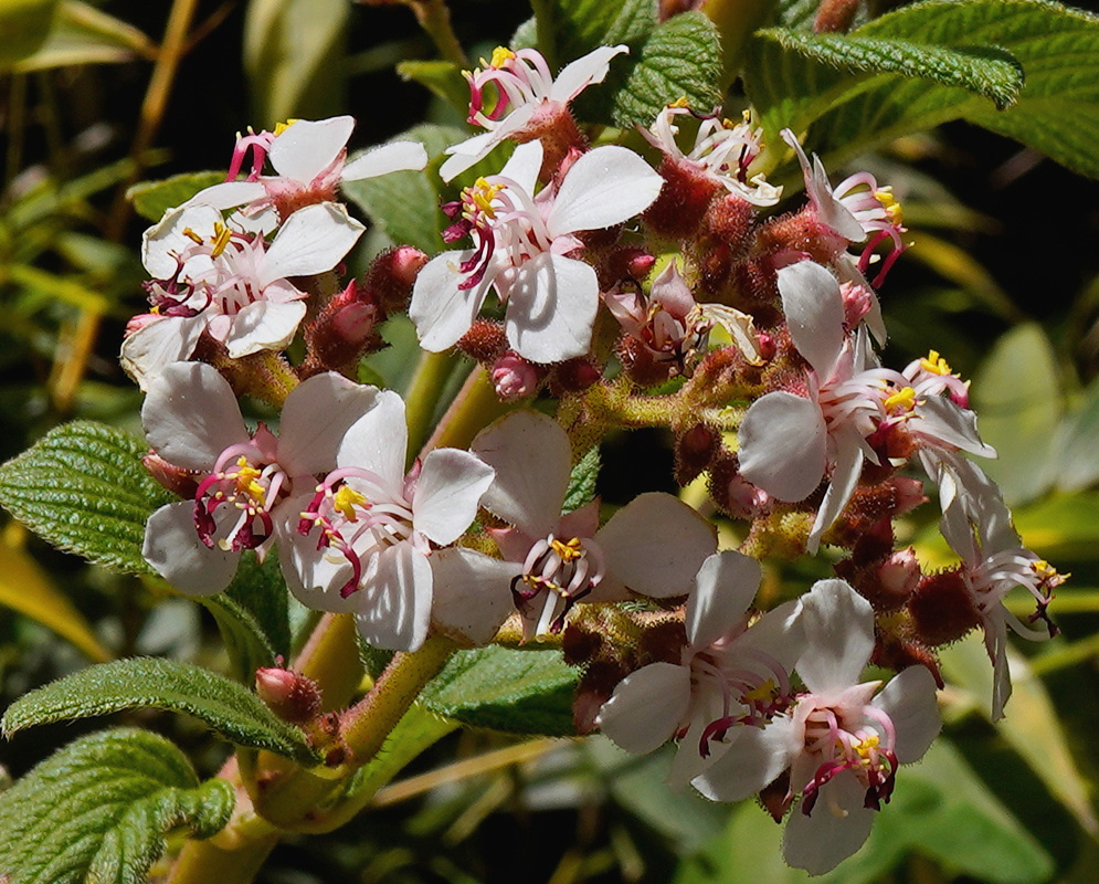 Heterocentron glandulosum has clusters of white four-petaled flowers with pink curved stamens above deeply textured leaves