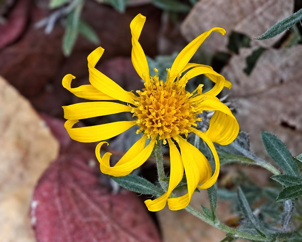 Heterotheca canescens has curled yellow ray florets around a golden disk above narrow gray-green hairy leaves