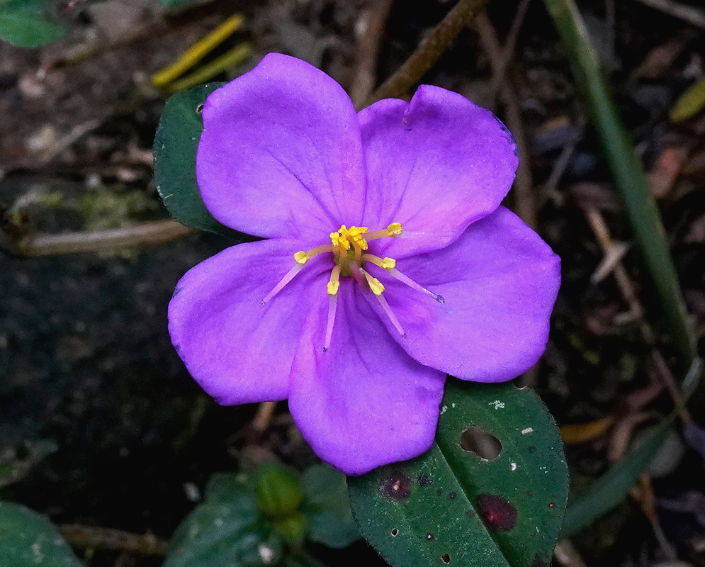 Heterotis rotundifolia has five broad purple petals surrounding curved yellow stamens beside small green leaves