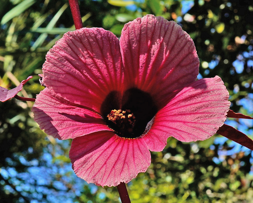 Hibiscus acetosella has five veined wine-pink petals surrounding a nearly black eye and a short projecting staminal column