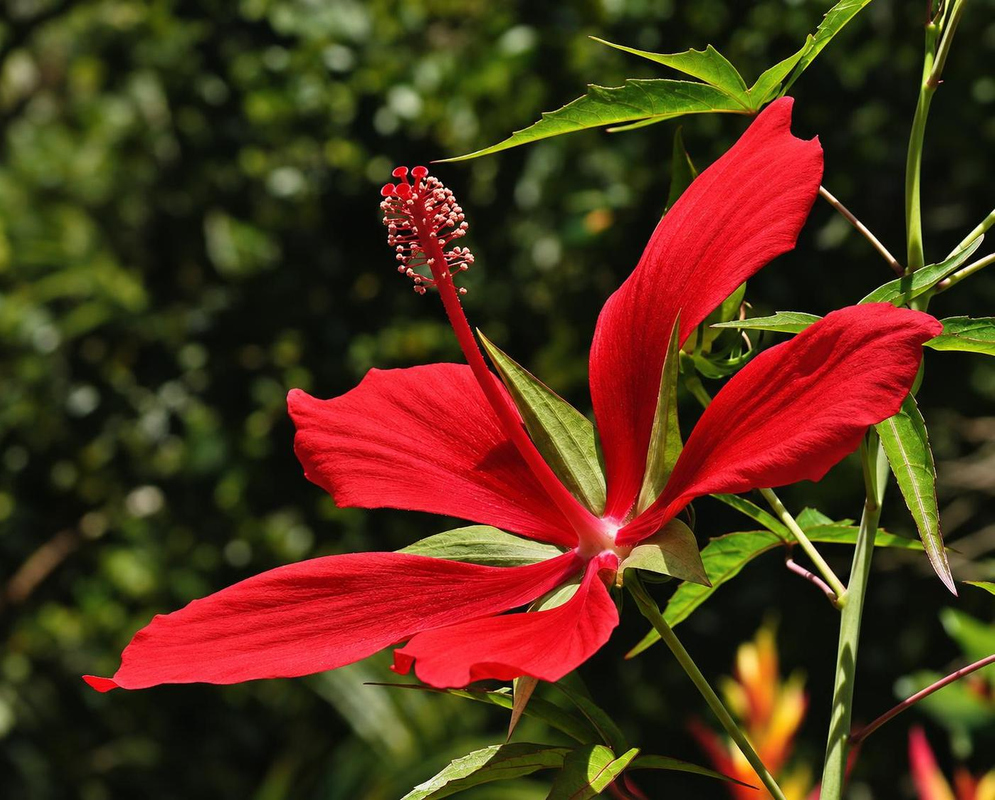 Hibiscus coccineus has five narrow scarlet petals and a long red staminal column above deeply divided green leaves