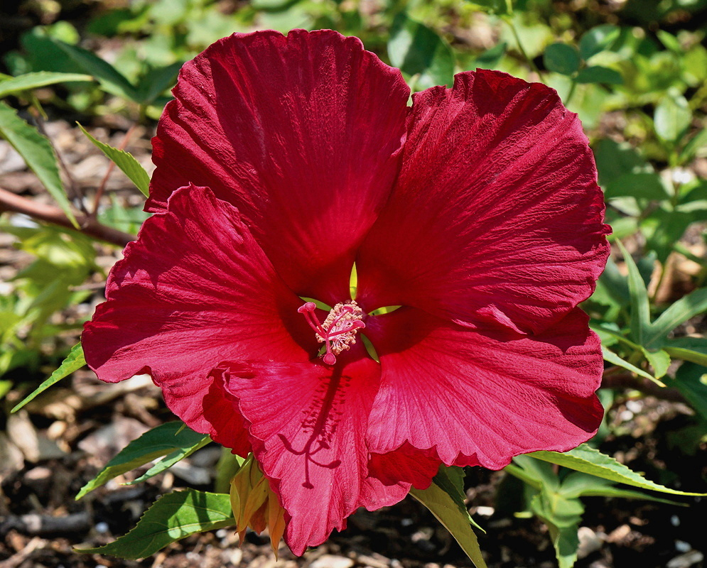 Hibiscus coccineus crossed with moscheutos has broad overlapping deep red petals surrounding a pink-tipped staminal column