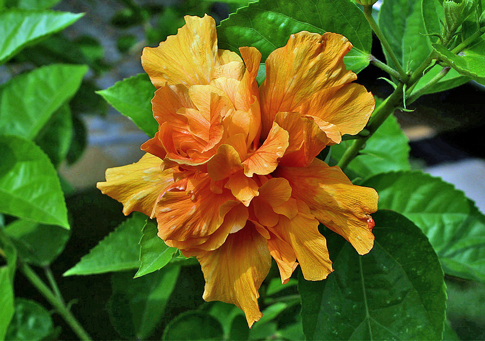 Orange double-flowered Hibiscus rosa sinensis 