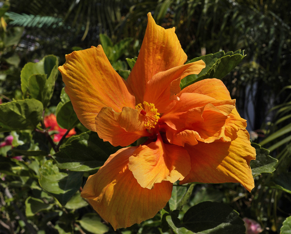 Peach-orange double-flowered Hibiscus rosa sinensis with red stigmas