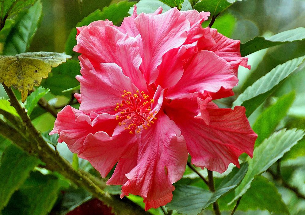 Pink double-flowered Hibiscus rosa sinensis with yellow anthers