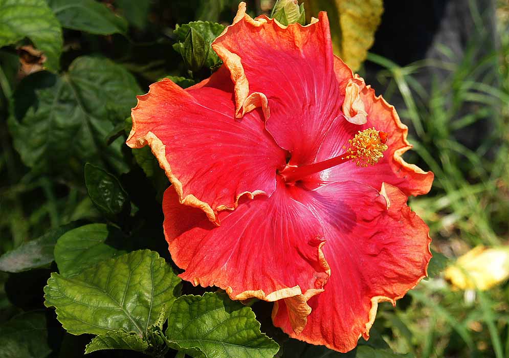 Red Hibiscus rosa sinensis flower with frilly yellow edges