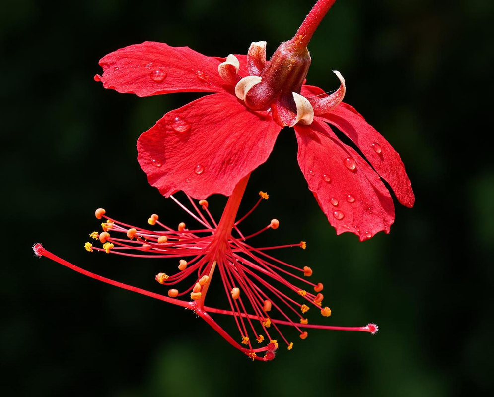Hibiscus grandidieri variety greveanus has red reflexed petals and a long dangling red staminal column with yellow anthers