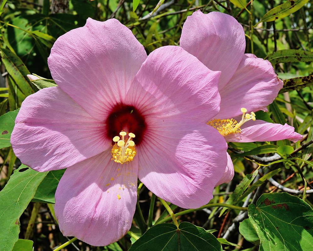 Hibiscus grandiflorus has broad pale pink petals surrounding a dark red eye and a creamy yellow staminal column
