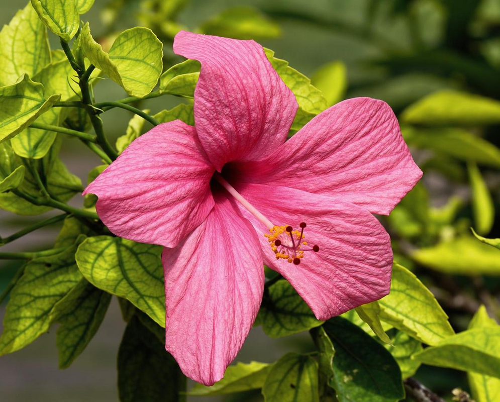 A pink Hibiscus liliiflorus flower has red-veined petals and a projecting column of yellow anthers