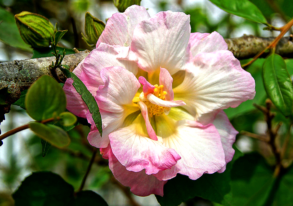 A pink double Hibiscus mutabilis flower with a yellowish center
