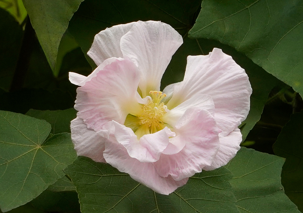 A delicate light pink Hibiscus mutabilis flower in full bloom, with ruffled petals and a creamy white center surrounded by lush green leaves