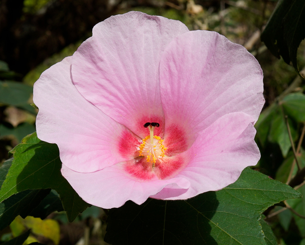 A vibrant pink Hibiscus mutabilis flower with a striking red center and yellow-tipped stamens, fully open against a background of green leaves