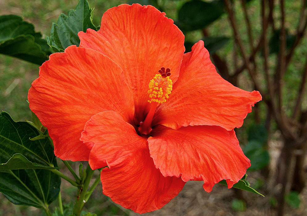 Orange-red Hibiscus rosa sinensis flower with yellow anthers and red sepals in sunlight