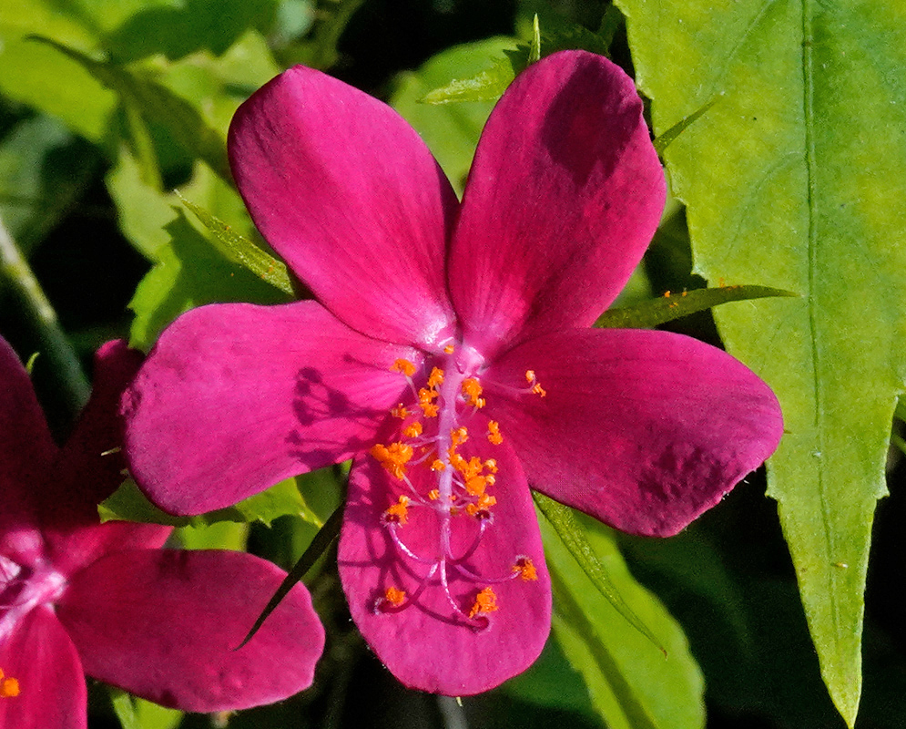 A close-up of a single magenta Hibiscus phoeniceus flower with five petals and a long curved column of orange-yellow anthers, surrounded by green foliage