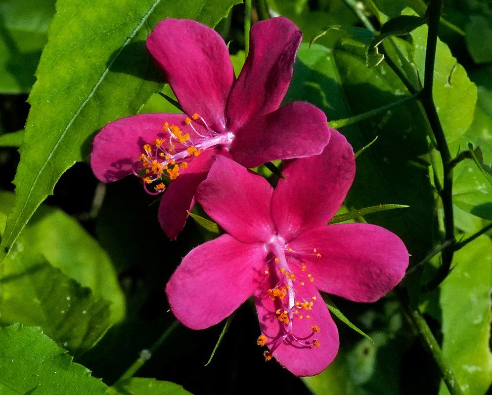 Two vivid magenta Hibiscus phoeniceus flowers blooming side by side with curving filaments and prominent yellow anthers, set against bright green leaves