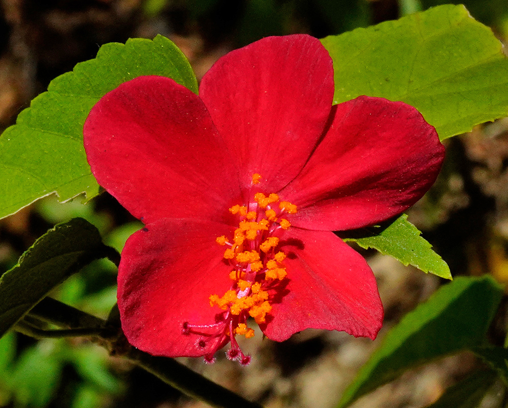 A vibrant red Hibiscus phoeniceus flower in full bloom showing smooth, velvety petals and a bright cluster of yellow-orange stamens in the center