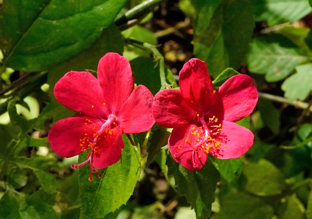 A pair of red Hibiscus phoeniceus flowers glowing in the sunlight, each with bold rounded petals and a spray of orange-yellow stamens