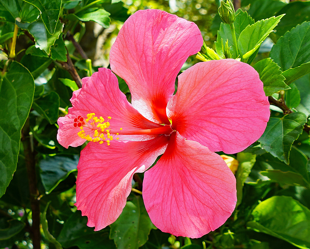 A pink Hibiscus rosa sinensis flower with a red center and yellow anthers