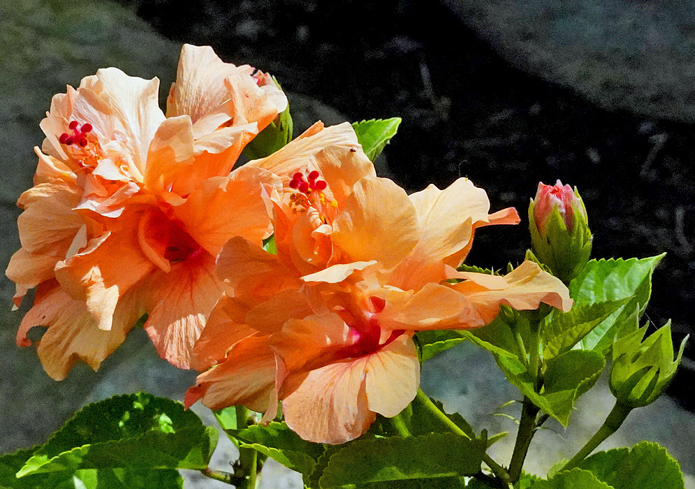 Two peach-orange Hibiscus rosa sinensis flowers