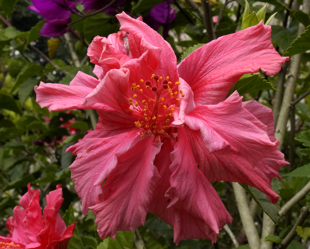 A dark pink Hibiscus rosa sinensis flower