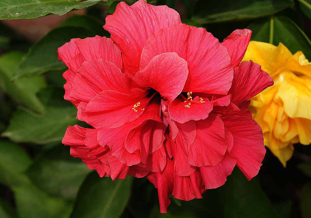 Red double-flowered Hibiscus rosa sinensis with yellow anthers