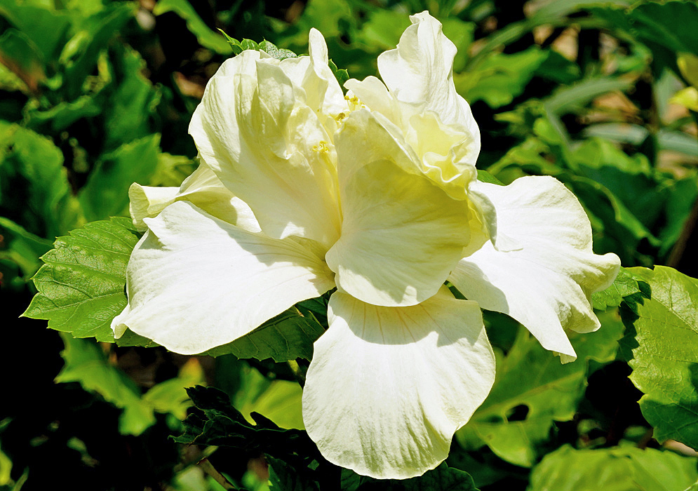 A  white Hibiscus rosa sinensis flower with hints of yellow