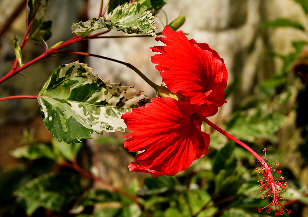 A Hibiscus rosa sinensis bright red flower with a long tube and a green and white variegated leaf