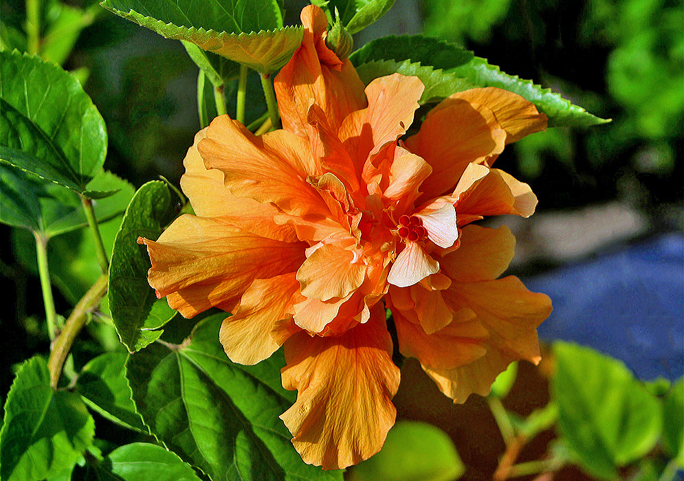 Orange double-flowered Hibiscus rosa sinensis with red stigmas