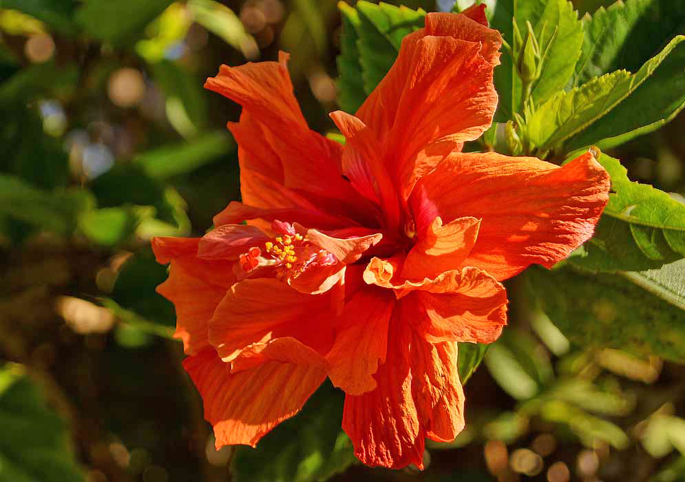 Bright orange double-flowered Hibiscus rosa sinensis with yellow anthers in dabbled sunlight