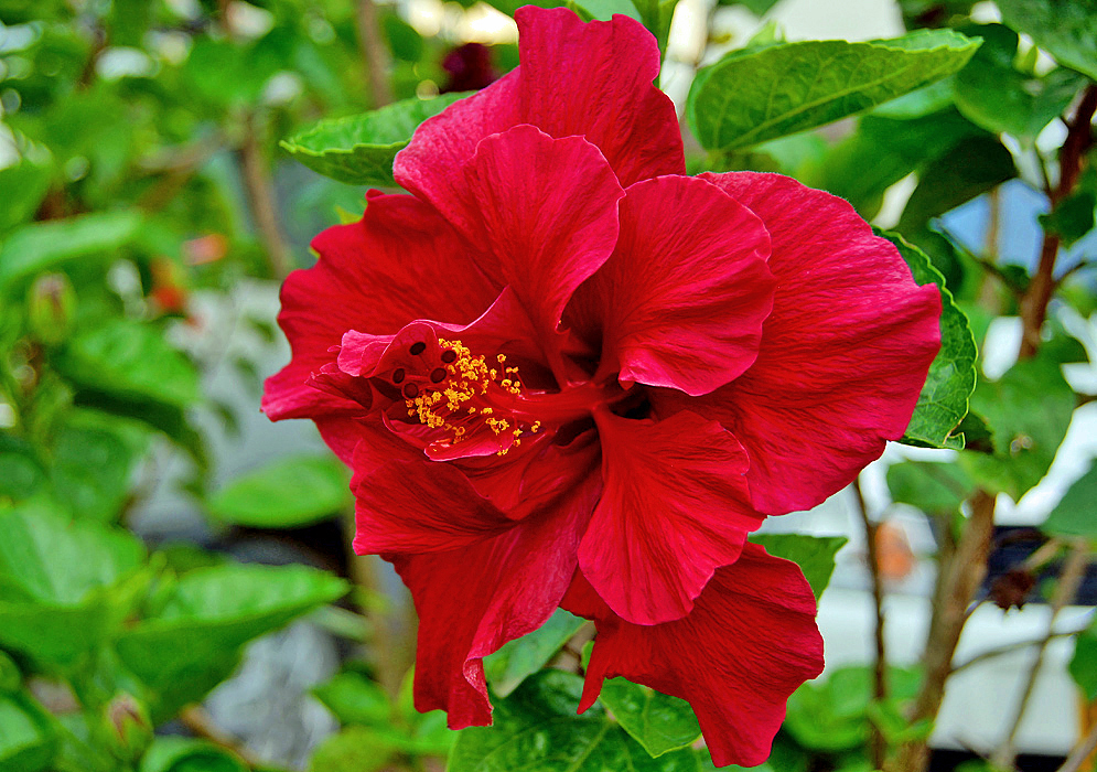 Dark red double-flowered Hibiscus rosa sinensis with yellow anthers