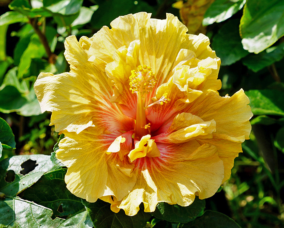 Yellow double Hibiscus rosa sinensis flower with pinkish center and yellow anther in sunlight