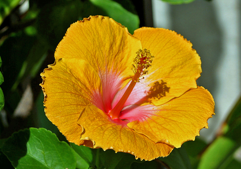 Orange Hibiscus rosa sinensis flower with a pink center in sunlight