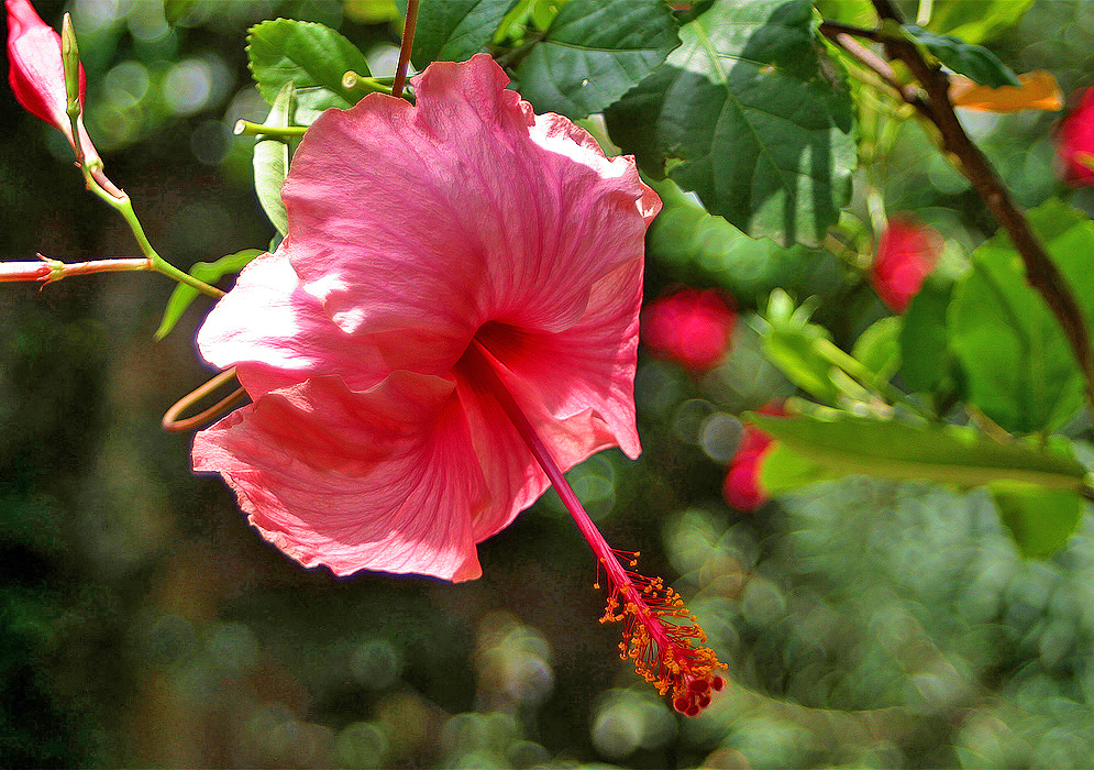Pink hibiscus rosa sinensis flower in dabbled sunlight