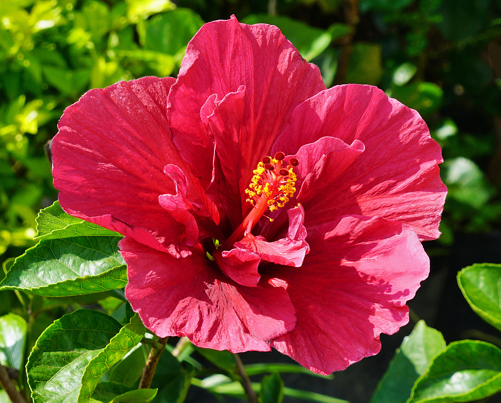 Dark pink double Hibiscus rosa sinensis flower with yellow anther in sunlight