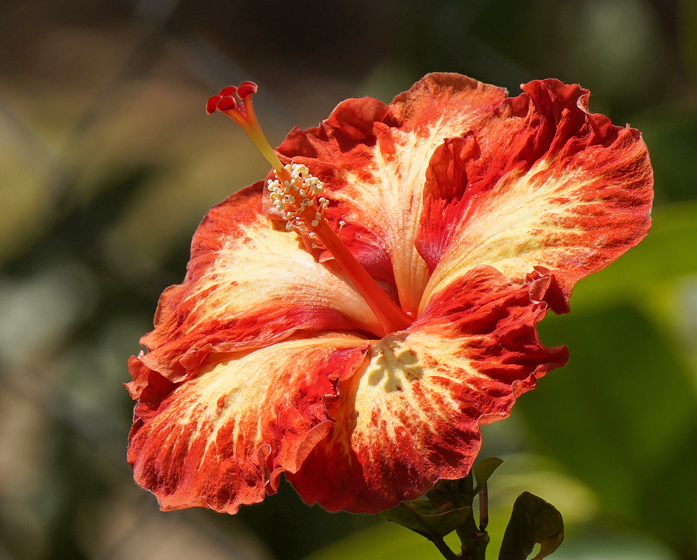A side view of an orange Hibiscus rosa sinensis flower with yellow stamens and stigmas