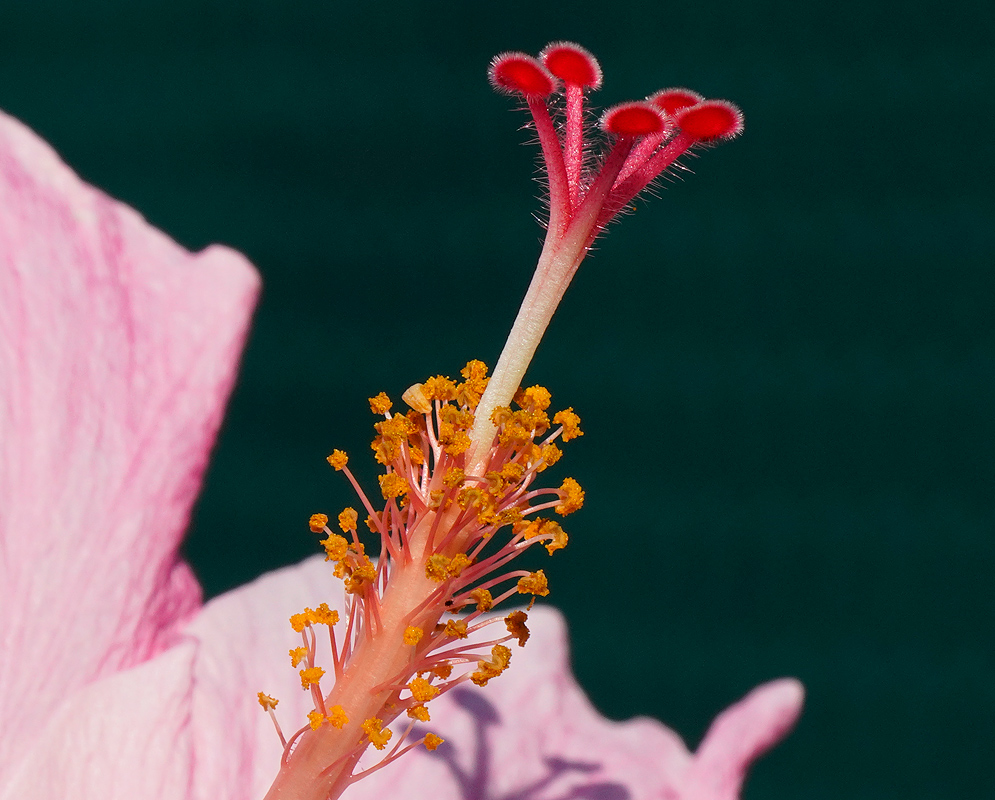 Hibiscus rosa sinensis yellow anthers and red pistals