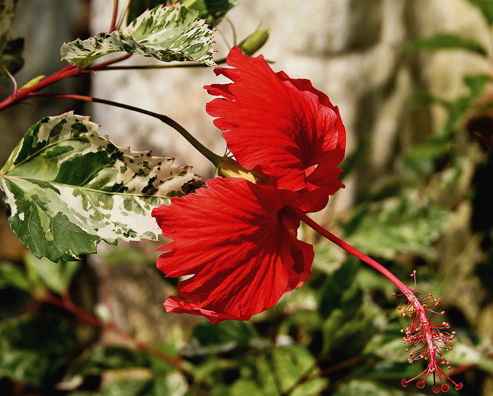A Hibiscus rosa sinensis bright red flower with a long tube and a green and white variegated leaf