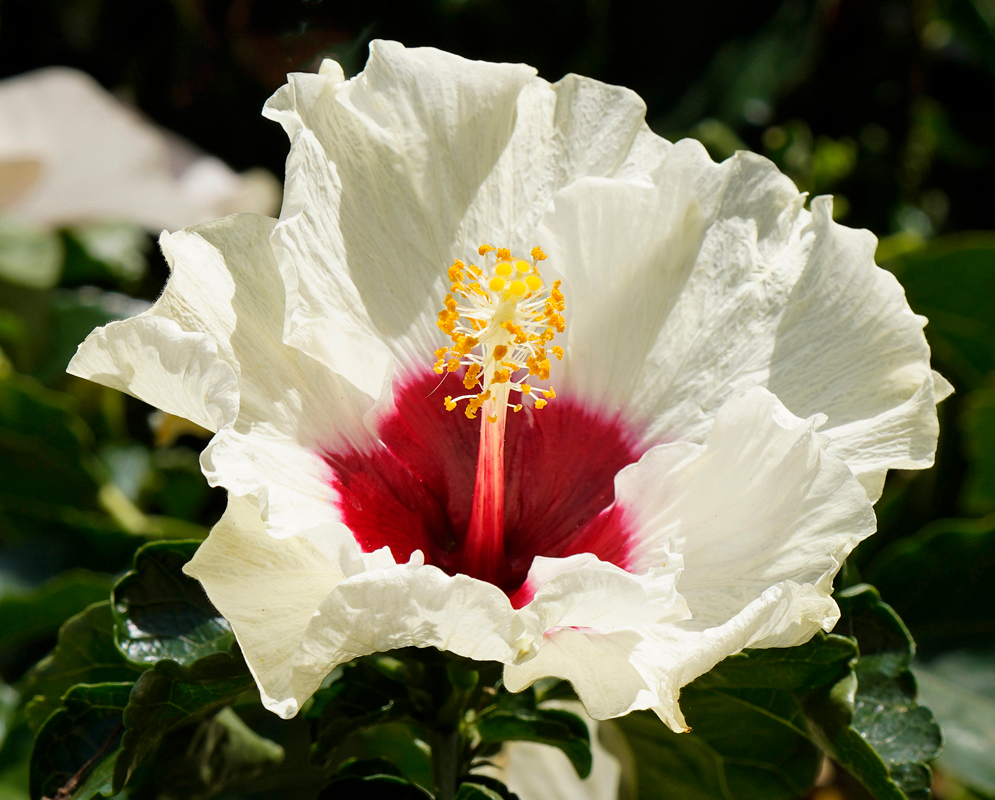 White Hibiscus rosa sinensis flower with a red center in sunlight