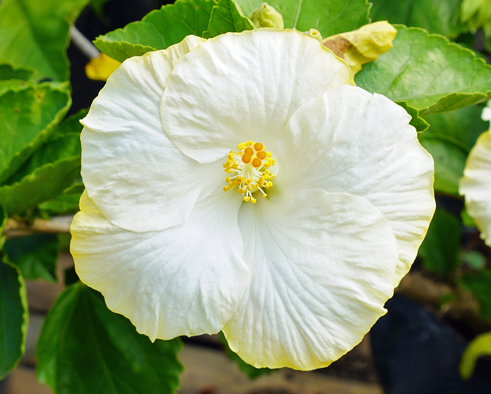 A white Hibiscus rosa sinensis flower with yellow anthers